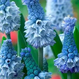 Мускарі "Azureum" (розмір 5/6, великий) 5 шт (39447)
