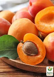 Саджанець Agro-Market Абрикос Десертний (літній сорт, середній термін дозрівання) 1 шт. в упаковці (178183) - мініатюра 2