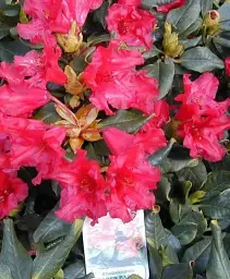 Рододендрон Agro-Market Baden-baden червоний 1 саджанець в упаковці (36866) - мініатюра 2