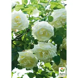 Троянда плетиста Agro-Market Lemon Pillar 1 шт. в упаковці (17371) - мініатюра 3