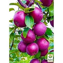 Саджанець Agro-Market Яблуня Чорний принц укорінена в контейнері (саджанець 2 роки) (99977) - мініатюра 2