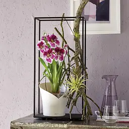 Вазон Lechuza Orchidea, 1 л, сірий (13961) - мініатюра 9