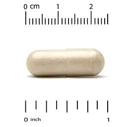 Гриби Reishi Full-Spectrum 90 Capsules CGN vit0006080 - мініатюра 3