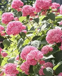 Гортензія Agro-Market Pink Annabelle 3-х річка деревоподібна 1 саджанець в упаковці - мініатюра 3