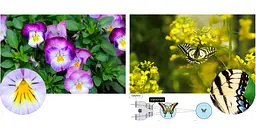 Бінокль Pentax UP 6.5x21 Papilio II (62001) - мініатюра 9