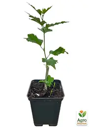 Саджанець Agro-Market Гібіскус сирійський Duc de Brabant С2, висота 30-50 см (102398) - мініатюра 2