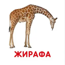 Дикі тварини. Перша книжка малюка - мініатюра 5