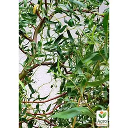 Саджанець Agro-Market Верба японська Матсудана (48722) - мініатюра 2
