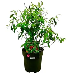 Саджанець Agro-Market Чорниця рожева Pink Lemonade (сортова, укорінена) висота 50-70 см (152495) 1 шт. - мініатюра 4