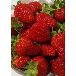 Саджанець Agro-Market Полуниця Чудо світу 5шт (ремонтантний сорт) (44700) - мініатюра 7