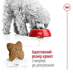 Сухий корм Royal Canin Mini Adult для дорослих собак, з м'ясом птиці, 0,8 кг - мініатюра 3