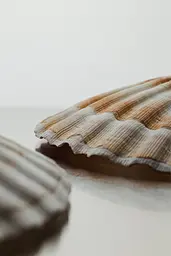 Келих Shell Glass 90 мл - мініатюра 5