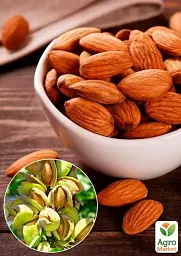 Саджанець Agro-Market Мигдаль солодкий Форос (середній термін дозрівання) 1 шт. в упаковці (35897) - мініатюра 2
