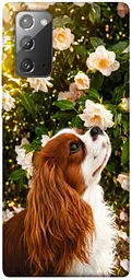 TPU чохол Demsky Flower spaniel для Samsung Galaxy Note 20