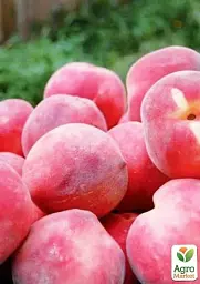Саджанець Agro-Market Персик Ерлі ред (літній сорт, ранній термін дозрівання) 1 шт. в упаковці (35992) - мініатюра 2