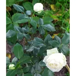 Троянда кущова Agro-Market Вайт Піано White piano саджанець класу АА+ вищий сорт 1 шт. в упаковці (52544) - мініатюра 3