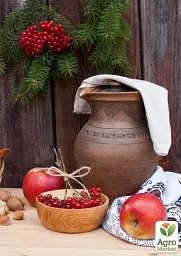 Саджанець Agro-Market Яблуня Катерина (зимовий сорт, пізній термін дозрівання) 1 шт. в упаковці (25668) - мініатюра 2