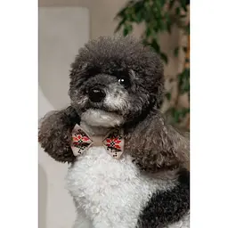 Аксесуар шийний Pet Fashion Ruta для собак S -М - мініатюра 5