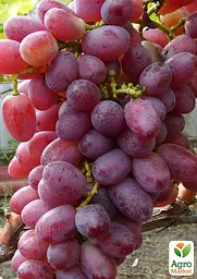 Саджанець Agro-Market Виноград Кримсон Сідліс (кишмиш, середньо-пізній термін дозрівання) 1 шт. в пакуванні (48708) - мініатюра 2