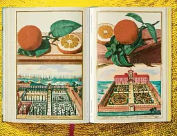 J. C. Volkamer. The Book of Citrus Fruits - мініатюра 12
