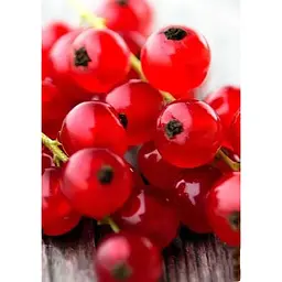 Саджанець Agro-Market Порічка (смородина) червона Олімп (Olympus) (преміальний високоврожайний сорт) 1 шт. в упаковці (24205) - мініатюра 5