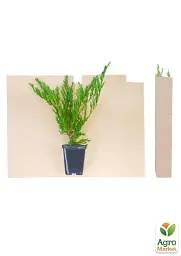 Саджанець Agro-Market Ялівець козацький Rockery Gem контейнер Р9, висота 10-20 см 1 шт. в упаковці (24960) - мініатюра 2
