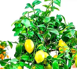 Саджанець Agro-Market Лимон Лунаріо (44369) 1 шт. в упаковці - мініатюра 2
