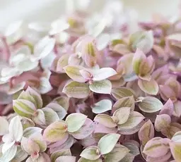 Саджанець Agro-Market Калізія повзуча Pink Lady (98898) 1 шт. в упаковці (кімнатний) - мініатюра 2