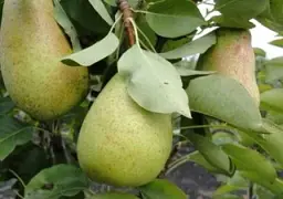 Саджанець Agro-Market Груша Стрийська (зимовий сорт, пізній термін дозрівання) 1 шт. в упаковці (39895) - мініатюра 4
