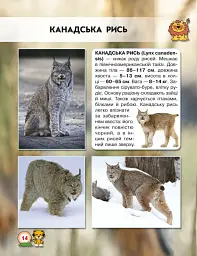 Світ навколо нас. Великі кішки - мініатюра 2