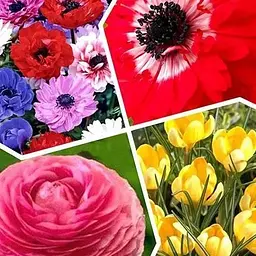 Мікс цибулин Agro-Market з 4-х сортів Парад цвітіння (Flowering Parade) 20шт цибулин (47766)
