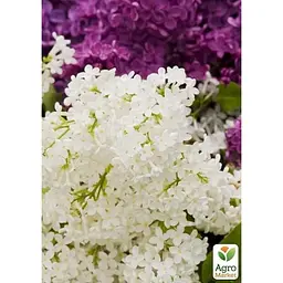 Саджанець Agro-Market Бузок звичайний Мікс сортів (182248) 1 шт. в упаковці - мініатюра 3