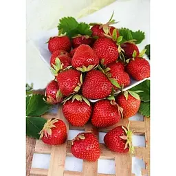 Саджанець Agro-Market Полуниця темно-вишнева Прикраса саду (Decorating the garden) 5шт (преміальний високоврожайний сорт) (44709) - мініатюра 5