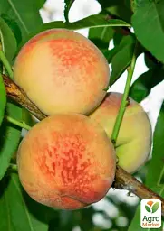 Саджанець Agro-Market Персик Чарівник (великоплідний сорт, ранній термін дозрівання) 1 шт. в упаковці (178437) - мініатюра 2