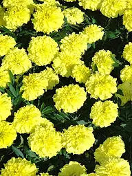 Насіння Чорнобривці лимонна крапля 0,5 г - мініатюра 3