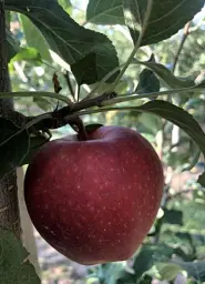 Саджанець Agro-Market Яблуня Гала Маст (Гала) (Ранньозимовий сорт) 1 шт. в упаковці (15754) - мініатюра 4