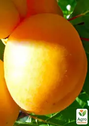 Саджанець Agro-Market Абрикос Ананасний (середній термін дозрівання) 1 шт. в упаковці (35456) - мініатюра 2