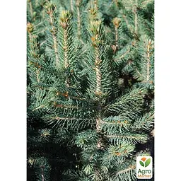 Саджанець Agro-Market Ялина колюча Apache С10, висота 70-90 см (176730) - мініатюра 3