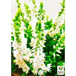 Саджанець Agro-Market Верес вічнозелений Long White (52643) 1 шт. в упаковці - мініатюра 4