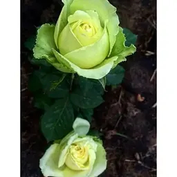Троянда чайно-гібридна Agro-Market Super Green саджанець класу АА+ вищий сорт 1 шт. в упаковці (37201) - мініатюра 5