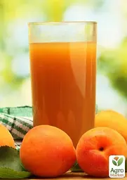 Саджанець Agro-Market Абрикос Цунамі (літній сорт, ранній термін дозрівання) 1 шт. в упаковці (39876) - мініатюра 4