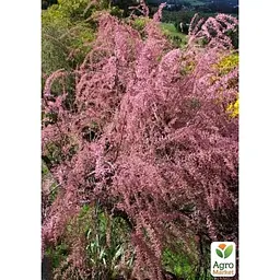 Саджанець Agro-Market Тамарикс гіллястий 2-х річний Pink Cascade С2 (182522) 1 шт. в упаковці - мініатюра 2