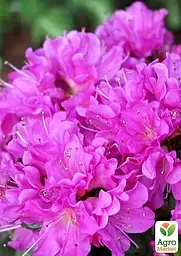 Саджанець Agro-Market Азалія 2-х річна японська Geisha Purple вазон С2, висота 15-30см (181330) - мініатюра 3