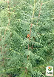 Кіпаріс Гімалайський 3-х річний (Cupressus Torulosa) С1,5 висота 70-80см (176356) 1 саджанець - мініатюра 3