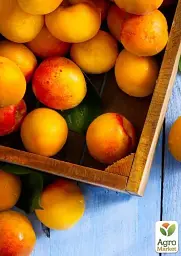 Саджанець Agro-Market Абрикос Спрінг Блаш 1 шт. в упаковці (39873) - мініатюра 2