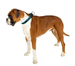 Нашийник для собак Ferplast Sport Dog С25/55 нейлоновий блакитний 2.5-45-55 см 78004125 - мініатюра 9