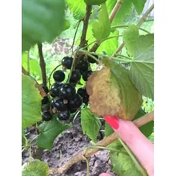 Саджанець Agro-Market Смородина чорна Таємниця Джоні (Secret of Joni) (преміальний великоплідний сорт) 1 шт. в упаковці (42987) - мініатюра 7