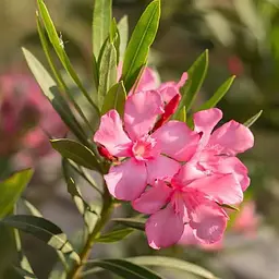 Олеандр запашний Agro-Market Nerium oleander Temptation (вічнозелений, ароматний чагарник) (188133)1 саджанець в упаковці Нідерланди