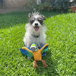 М'яка іграшка для собак Molly Macaw Rope Squeaker - мініатюра 5