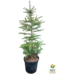Саджанець Agro-Market Ялина колюча Apache С10, висота 70-90 см (176730) - мініатюра 5